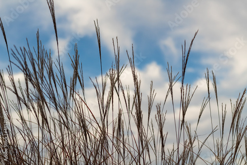 Dried grass with blue sky and clouds at sunny day. Landscape with dried grass. Natural background.