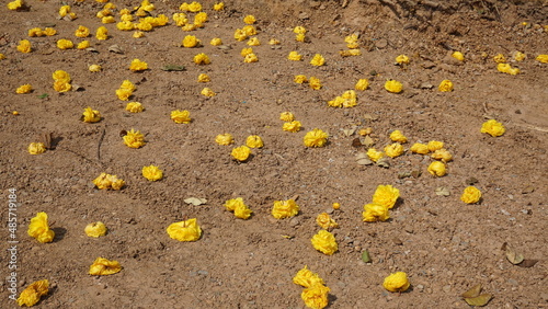 Falling flowers on the ground in the garden