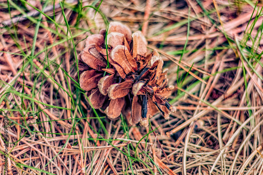 Fallen pine cones in dead grass. Fallen pine cones in dead grass.