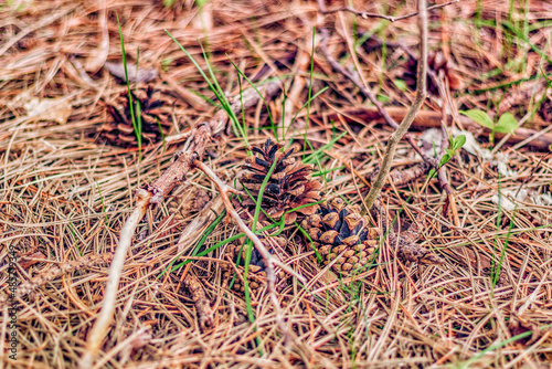 Fallen pine cones in dead grass.