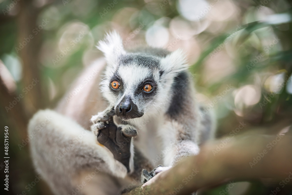 Obraz premium Ring-tailed Lemur (Lemur catta), Isalo National Park, Ihorombe Region, Southwest Madagascar