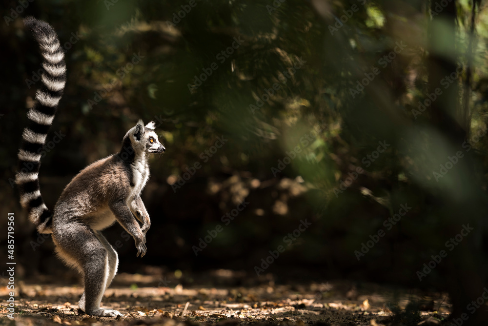 Ring-tailed Lemur (Lemur catta), Isalo National Park, Ihorombe Region, Southwest Madagascar - obrazy, fototapety, plakaty 