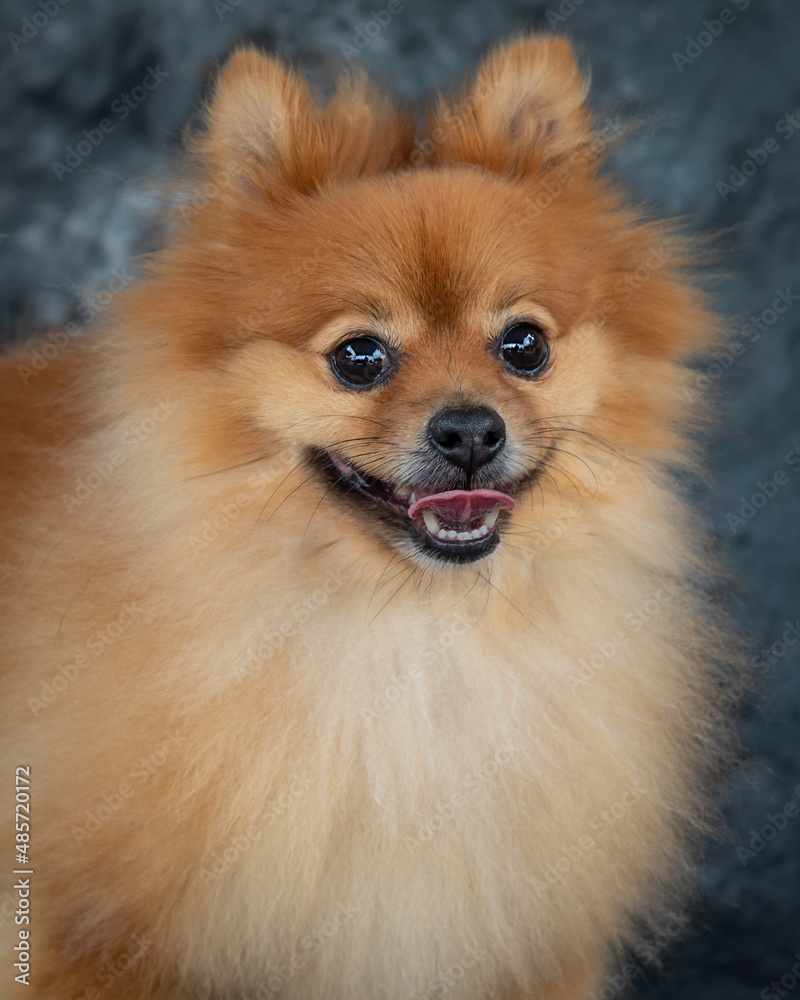 The Pomeranian dog is known for its intelligence and good looks.