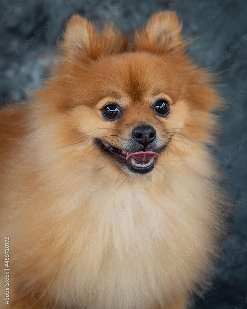 The Pomeranian dog is known for its intelligence and good looks. The Pomeranian dog is known for its intelligence and good looks.