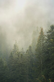 Misty Romanian forest landscape, Sucevita Monastery, Bukovina Region, Romania, background with copy space