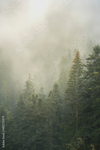 Misty Romanian forest landscape, Sucevita Monastery, Bukovina Region, Romania, background with copy space