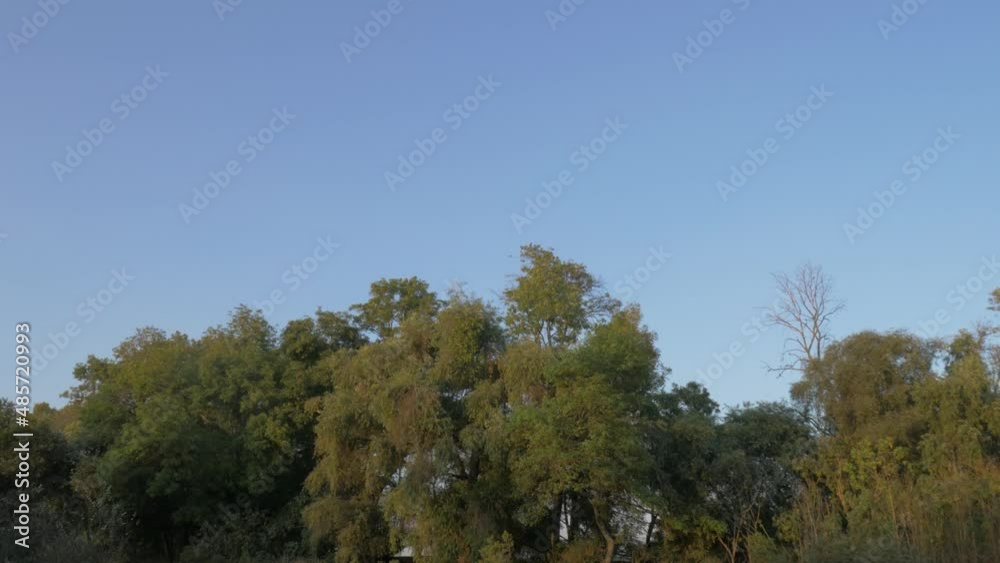 Treetops moving in the wind, a landscape that makes us feel calm and tranquil. Treetops moving in the wind, a landscape that makes us feel calm and tranquil.