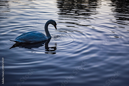 Fototapeta Naklejka Na Ścianę i Meble -  Swan in Autumn in Regents Park, one of the Royal Parks of London, England