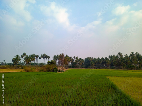 Paddy field and blue sky in wide angle.