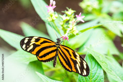 Butterfly, Arenal Volcano area, Alajuela, Costa Rica, Central America
