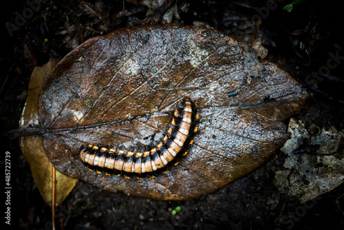 Centipede in Monteverde Cloud Forest Reserve, Puntarenas, Costa Rica, Central America