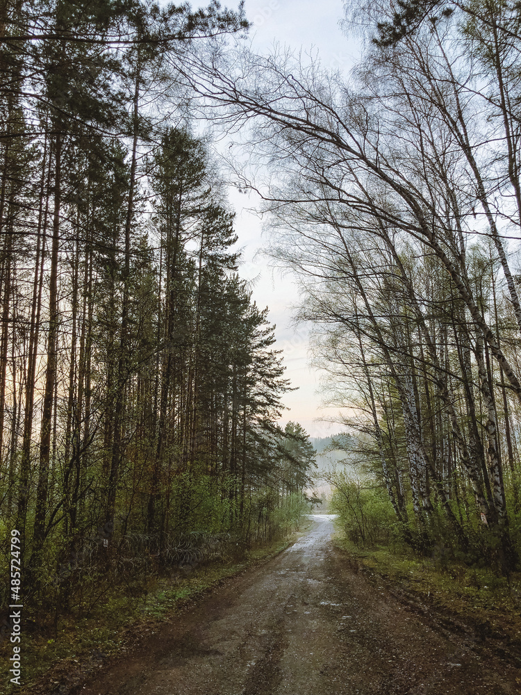 Fototapeta premium road in the woods