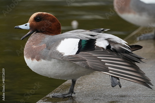 eurasian wigeon in the sea photo