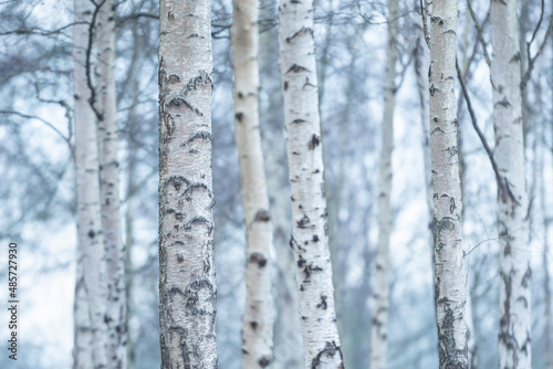 Birch Tree woodland in Richmond Park, London, England