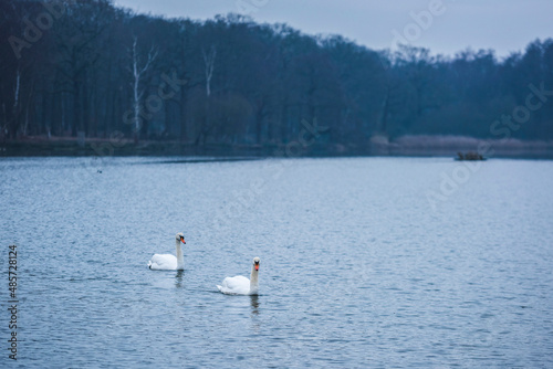 Swans in Pen Ponds, the lakes in Richmond Park, London, England © Matthew