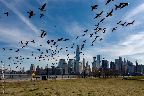 Photography A flock of flying wild birds toward the city of New York in the USA