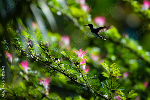 White-Necked Jacobin (Florisuga mellivora aka Collared Hummingbird), Boca Tapada, Alajuela Province, Costa Rica