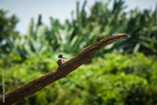 Ringed Kingfisher (Megaceryle torquata), Tarcoles River, Carara National Park, Puntarenas Province, Costa Rica photo