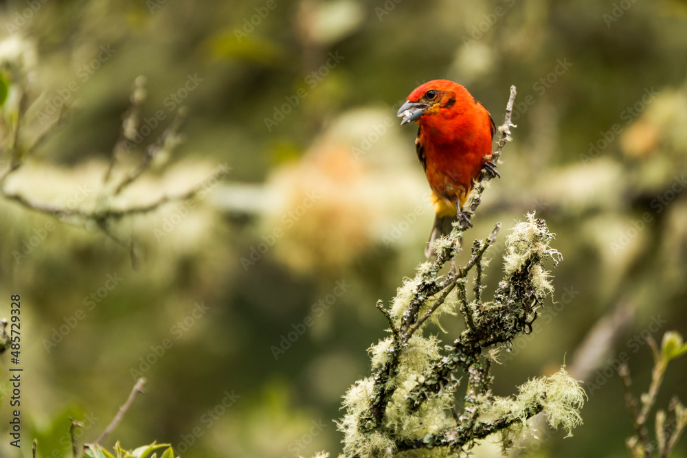 Male Flame-colored Tanager (Piranga bidentata), San Gerardo de Dota, San Jose Province, Costa Rica