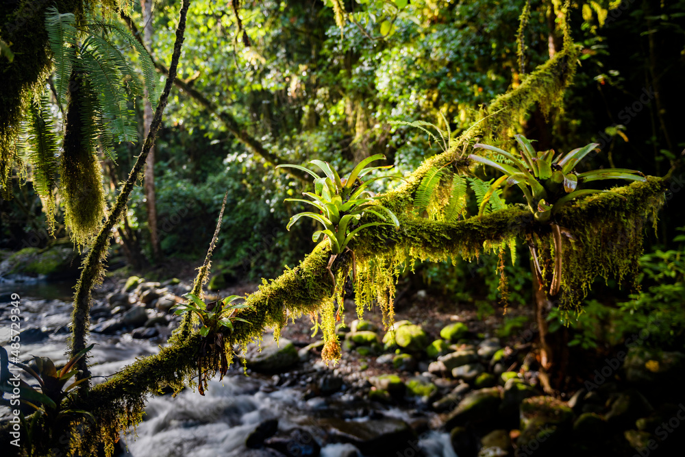 Savegre River (Rio Savegre), San Gerardo de Dota, San Jose Province, Costa Rica