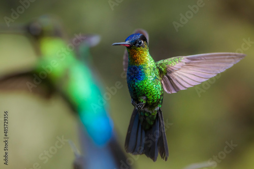 Fiery-throated Hummingbird (Panterpe insignis), San Gerardo de Dota, San Jose Province, Costa Rica © Matthew