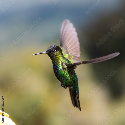 Fiery-throated Hummingbird (Panterpe insignis), San Gerardo de Dota, San Jose Province, Costa Rica