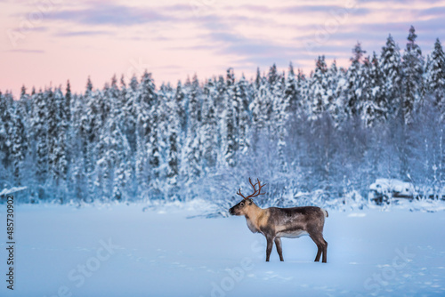 Reindeer at Christmas in the frozen cold snow covered winter landscape in Lapland in Finland photo