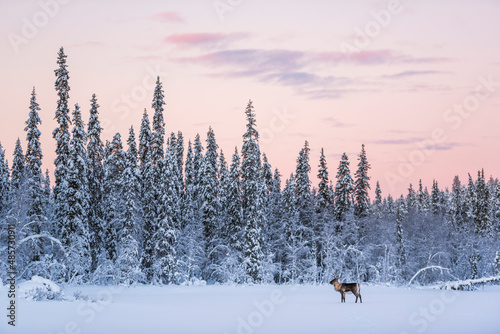Reindeer at Christmas in the frozen cold snow covered winter landscape in Lapland in Finland