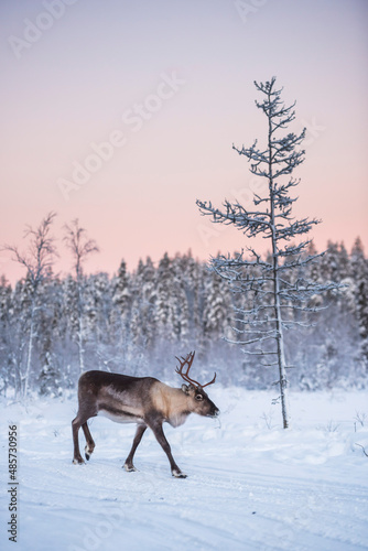 Reindeer at Christmas in the frozen cold snow covered winter landscape in Lapland in Finland