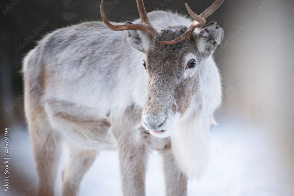 Reindeer portrait at Christmas in Lapland, Finland, Arctic Circle, Europe