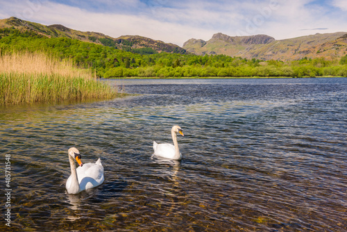 Fototapeta Naklejka Na Ścianę i Meble -  Swans at Elter Water Lake, Elterwater Landscape, Lake District, Cumbria, England, UK, Europe