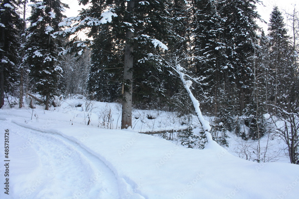 Beautiful winter landscape, Siberian forest Beautiful winter landscape, Siberian forest
