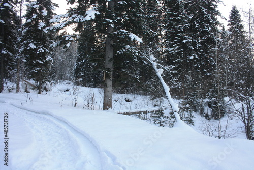 Beautiful winter landscape, Siberian forest