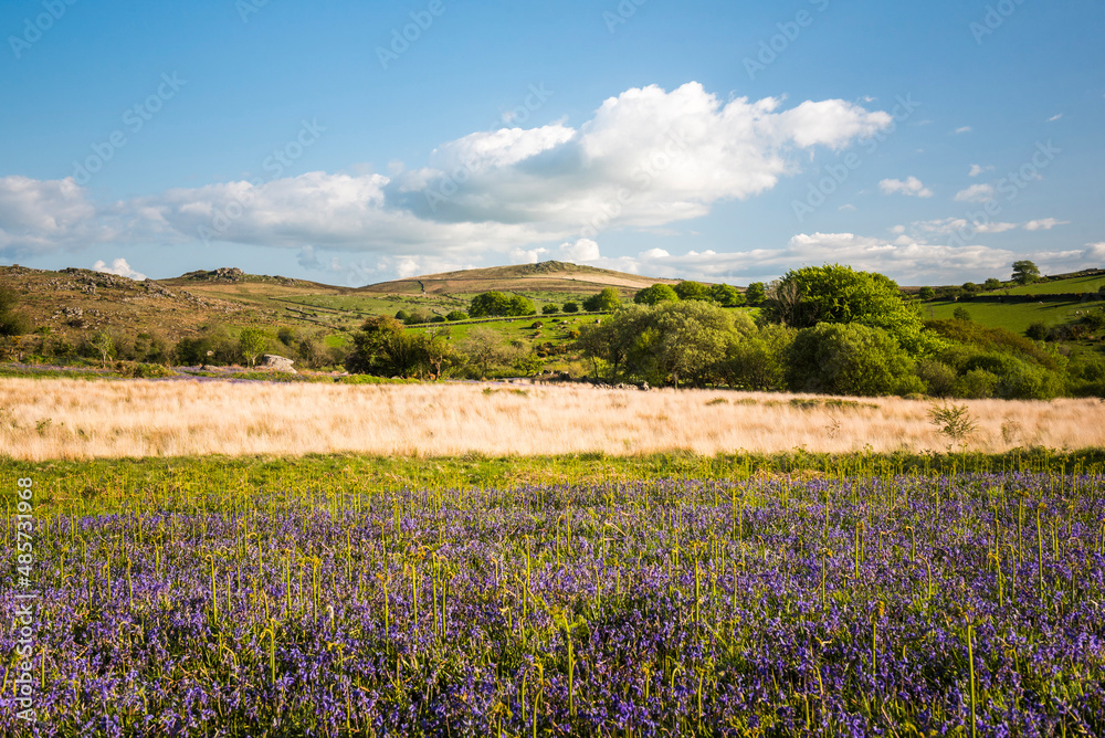 Bluebell landscape, Dartmoor National Park, Devon, England, United Kingdom, Europe