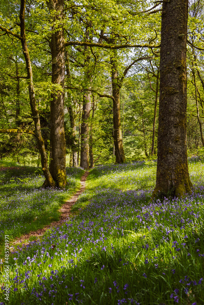 Bluebell woods landscape at Derwent Water, Lake District scenery, Cumbria, England, UK, Europe Bluebell woods landscape at Derwent Water, Lake District scenery, Cumbria, England, UK, Europe