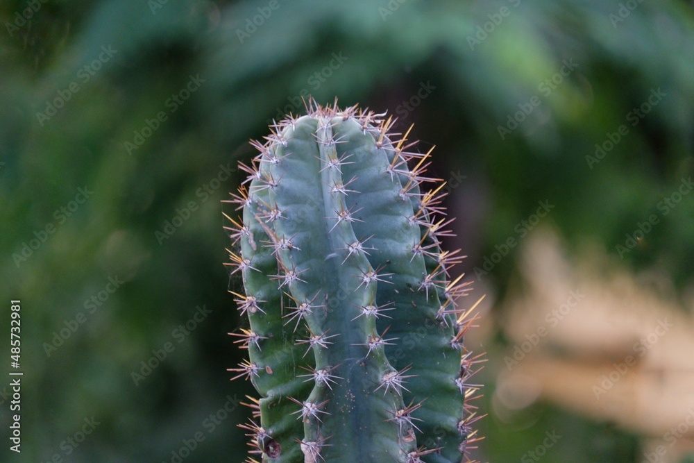 A large cactus with many thorns growing in a garden with blurred dark green nature background A large cactus with many thorns growing in a garden with blurred dark green nature background