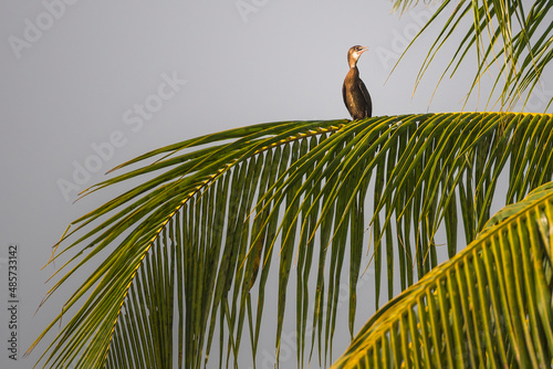 Bird in the backwaters near Alleppey, Alappuzha, Kerala, India