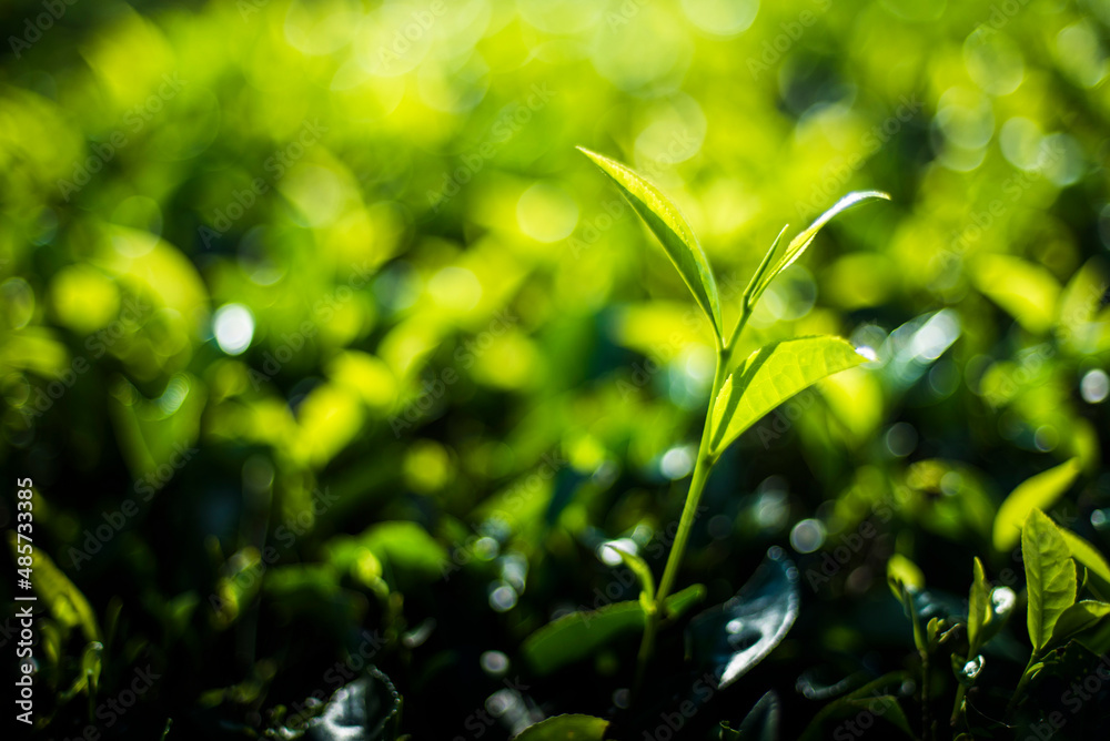 Tropical green tea leaf and plantation close up detail on the leaves near Munnar in the Western Ghats Mountains, Kerala, India Tropical green tea leaf and plantation close up detail on the leaves near Munnar in the Western Ghats Mountains, Kerala, India