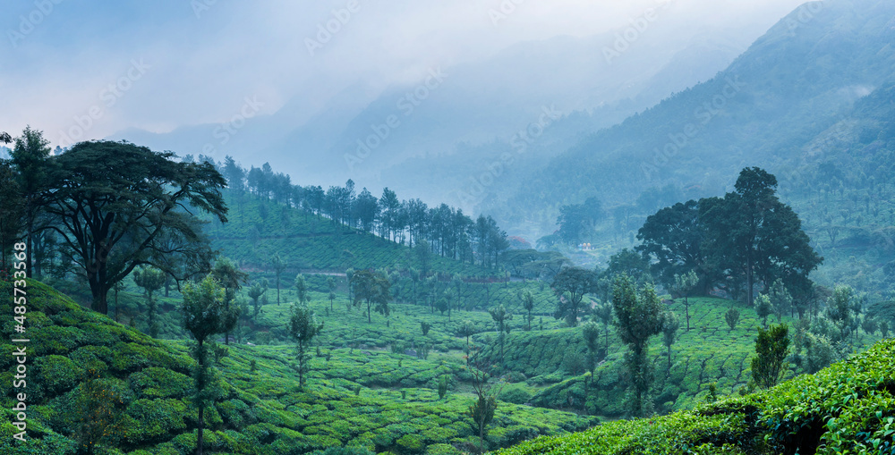 Misty tea plantations landscape near Munnar in the Western Ghats Mountains, Kerala, India