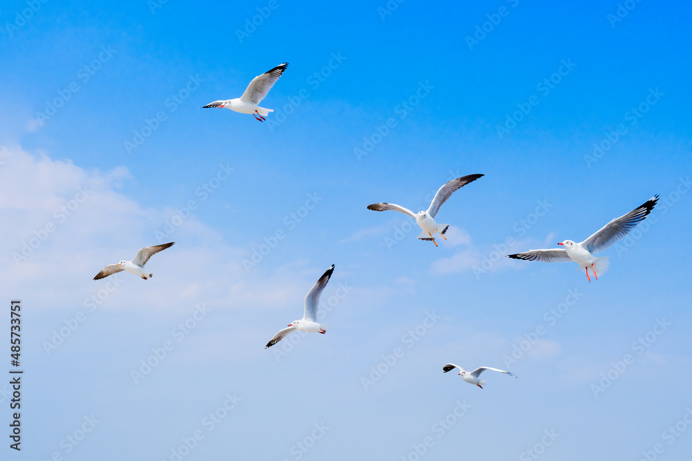 seagull birds flying together over blue sky