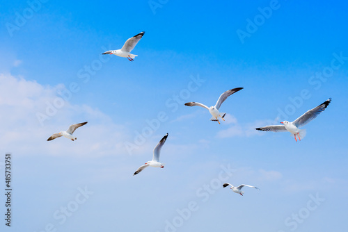 seagull birds flying together over blue sky