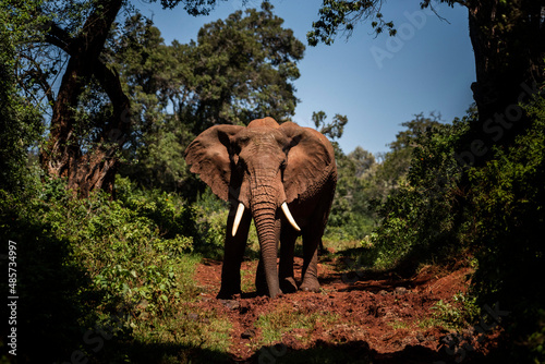 Photography African Elephant (Loxodonta africana) in Aberdare National Park, Kenya