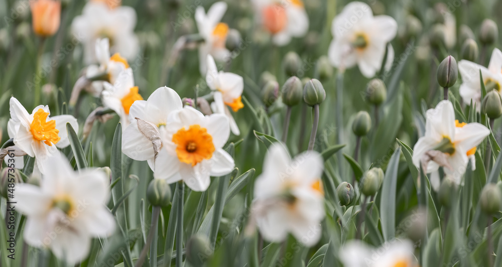 narcissus flowers with white and yellow blooms background narcissus flowers with white and yellow blooms background