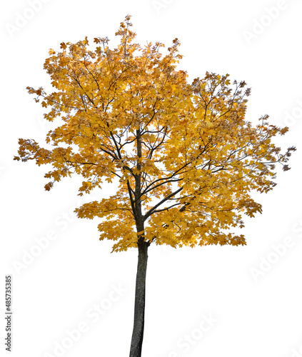 fall maple golden tree isolated on white