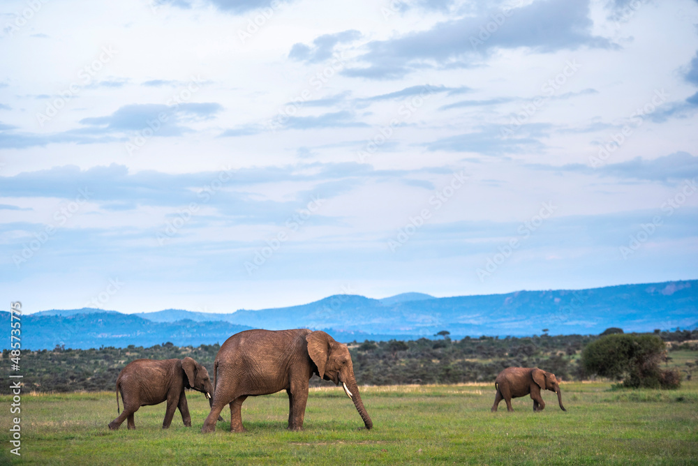 African Elephant family (Loxodonta Africana) on Kenyan wildlife safari vacation in Kenya, Africa