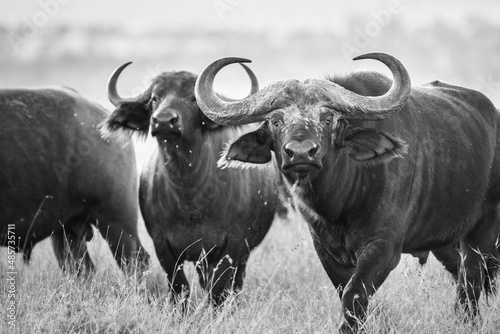 African Buffalo (Syncerus caffer aka Cape Buffalo) at El Karama Ranch, Laikipia County, Kenya photo