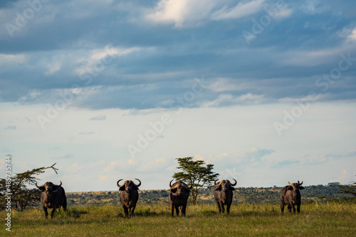 Fototapeta Naklejka Na Ścianę i Meble -  African Buffalo (Syncerus caffer aka Cape Buffalo) seen on african wildlife safari vacation at a national park in Kenya, Africa