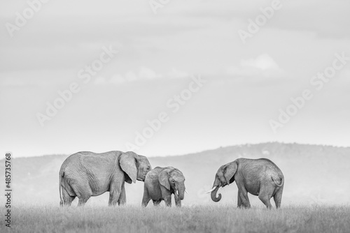 African Elephant (Loxodonta Africana) at El Karama Ranch, Laikipia County, Kenya