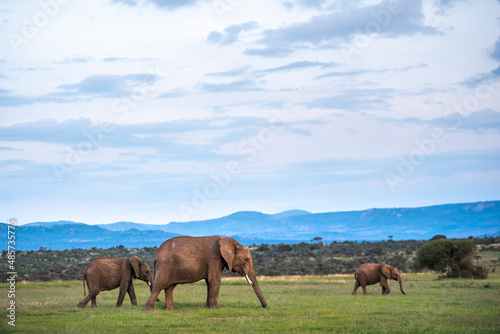 African Elephant family (Loxodonta Africana) on Kenyan wildlife safari vacation in Kenya, Africa © Matthew