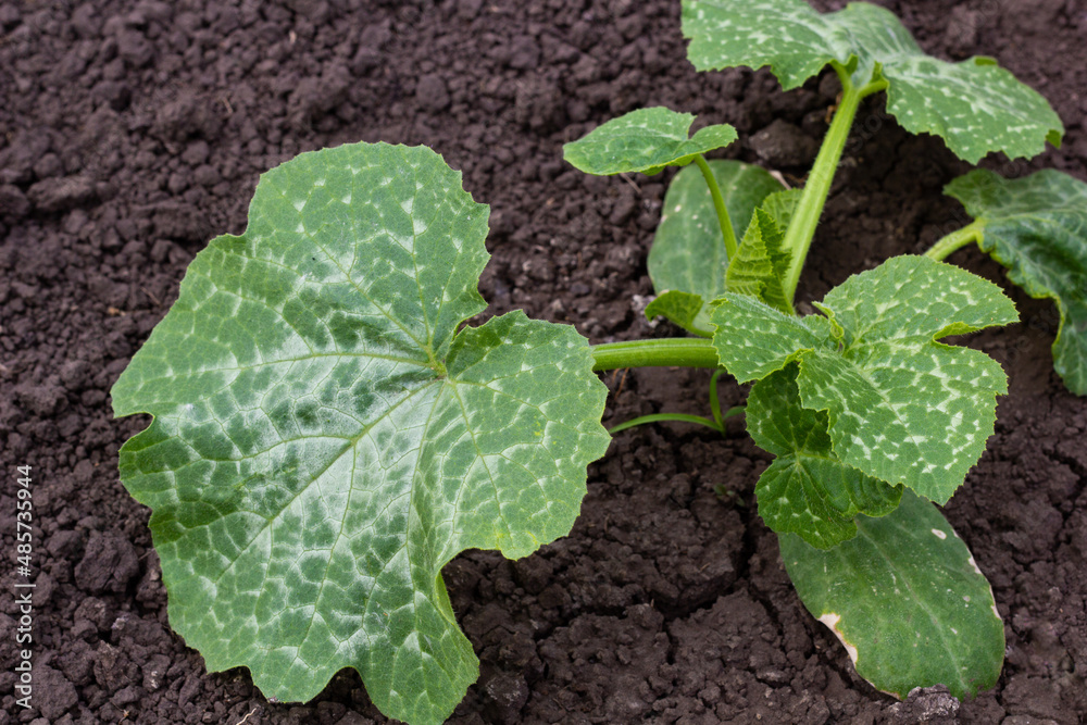 Zucchini. Seedling. Leaves covered with white bloom. Close-up. High quality photo. Diseases of vegetables. copy space. 